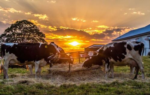 Cattle At Sunset.JPG